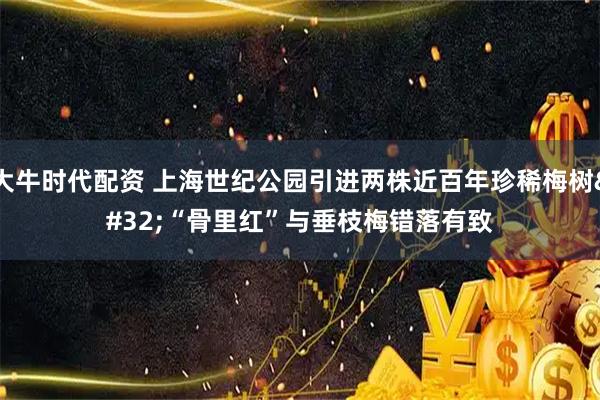 大牛时代配资 上海世纪公园引进两株近百年珍稀梅树 “骨里红”与垂枝梅错落有致